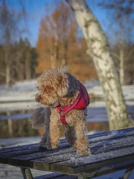 Young Cavapoo dog playing in the snow with a red cover in Ludvika City, Sweden 스톡 사진