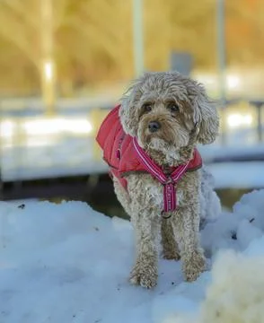 Young Cavapoo dog playing in the snow with a red cover in Ludvika City, Sweden 스톡 사진