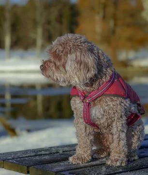 Young Cavapoo dog playing in the snow with a red cover in Ludvika City, Sweden Stock Photos