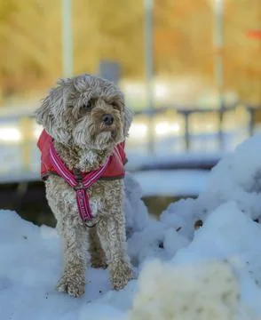 Young Cavapoo dog playing in the snow with a red cover in Ludvika City, Sweden 写真素材