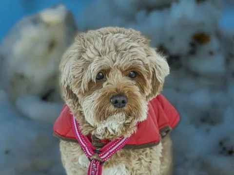Young Cavapoo dog playing in the snow with a red cover in Ludvika City, Sweden Stock Photos