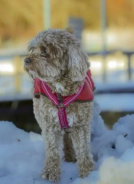 Young Cavapoo dog playing in the snow with a red cover in Ludvika City, Sweden Stock Photos