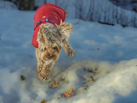 Young Cavapoo dog playing in the snow with a red cover in Ludvika City, Sweden Stock Photos