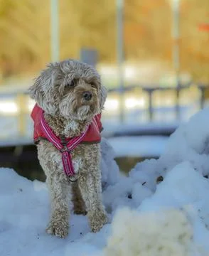 Young Cavapoo dog playing in the snow with a red cover in Ludvika City, Sweden Stock Photos