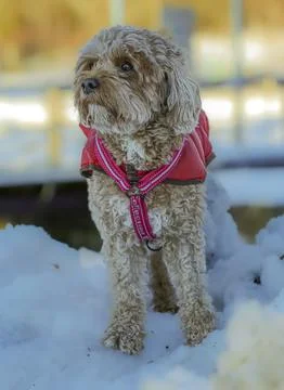 Young Cavapoo dog playing in the snow with a red cover in Ludvika City, Sweden 写真素材