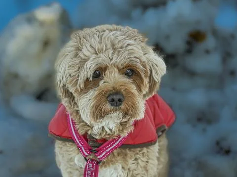 Young Cavapoo dog playing in the snow with a red cover in Ludvika City, Sweden Stock Photos