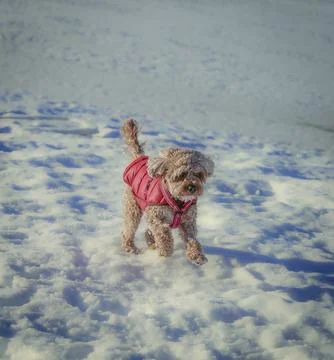 Young Cavapoo dog playing in the snow with a red cover in Ludvika City, Sweden 스톡 사진