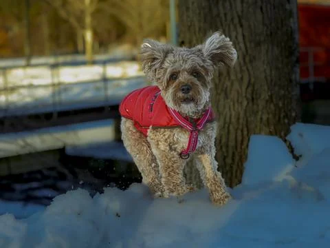 Young Cavapoo dog playing in the snow with a red cover in Ludvika City, Sweden Stock Photos