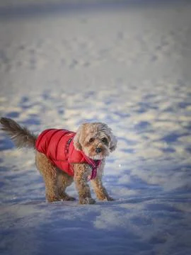 Young Cavapoo dog playing in the snow with a red cover in Ludvika City, Sweden Stock Photos