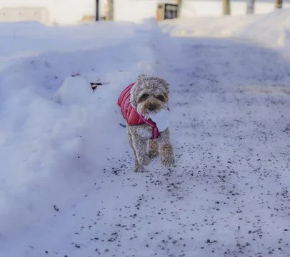 Young Cavapoo dog playing in the snow with a red cover in Ludvika City, Sweden 写真素材