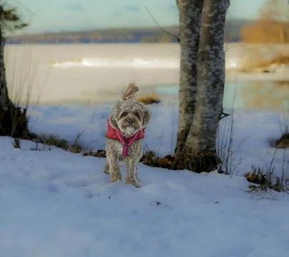 Young Cavapoo dog playing in the snow with a red cover in Ludvika City, Sweden Stock Photos