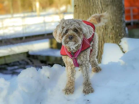 Young Cavapoo dog playing in the snow with a red cover in Ludvika City, Sweden Stock-Fotos