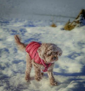 Young Cavapoo dog playing in the snow with a red cover in Ludvika City, Sweden Stock Photos