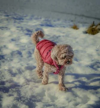 Young Cavapoo dog playing in the snow with a red cover in Ludvika City, Sweden Stock Photos