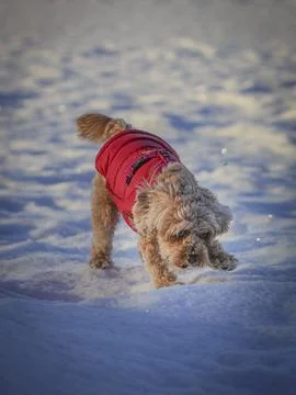 Young Cavapoo dog playing in the snow with a red cover in Ludvika City, Sweden 写真素材