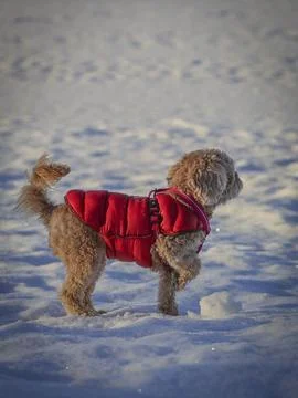 Young Cavapoo dog playing in the snow with a red cover in Ludvika City, Sweden 写真素材