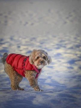 Young Cavapoo dog playing in the snow with a red cover in Ludvika City, Sweden Stock Photos