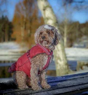 Young Cavapoo dog playing in the snow with a red cover in Ludvika City, Sweden Stock Photos