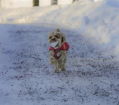 Young Cavapoo dog playing in the snow with a red cover in Ludvika City, Sweden Stock Photos