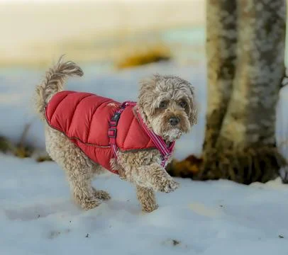 Young Cavapoo dog playing in the snow with a red cover in Ludvika City, Sweden 스톡 사진