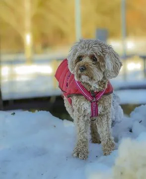 Young Cavapoo dog playing in the snow with a red cover in Ludvika City, Sweden Stock Photos