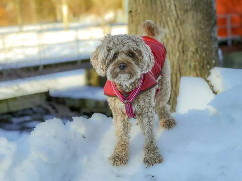 Young Cavapoo dog playing in the snow with a red cover in Ludvika City, Sweden Stock Photos