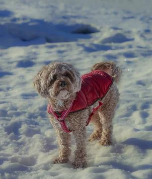 Young Cavapoo dog playing in the snow with a red cover in Ludvika City, Sweden 写真素材