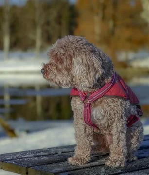 Young Cavapoo dog playing in the snow with a red cover in Ludvika City, Sweden 写真素材