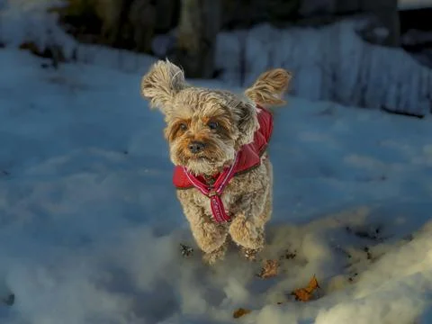 Young Cavapoo dog playing in the snow with a red cover in Ludvika City, Sweden Stock Photos