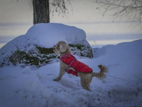 Young Cavapoo dog playing in the snow with a red cover in Ludvika City, Swedenf Stock Photos