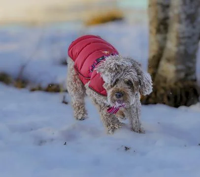 Young Cavapoo dog playing in the snow with a red cover in Ludvika City, Sweden Stock Photos