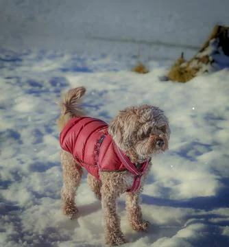 Young Cavapoo dog playing in the snow with a red cover in Ludvika City, Sweden 스톡 사진