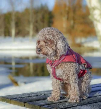 Young Cavapoo dog playing in the snow with a red cover in Ludvika City, Sweden 스톡 사진