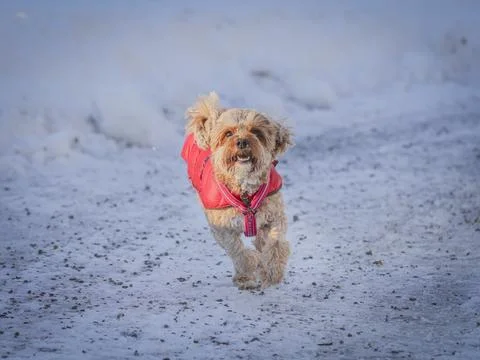 Young Cavapoo dog playing in the snow with a red cover in Ludvika City, Sweden Stock Photos