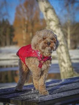 Young Cavapoo dog playing in the snow with a red cover in Ludvika City, Sweden Stock Photos