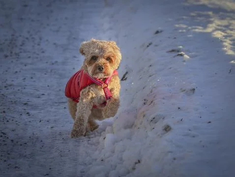 Young Cavapoo dog playing in the snow with a red cover in Ludvika City, Sweden Stock Photos