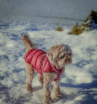 Young Cavapoo dog playing in the snow with a red cover in Ludvika City, Sweden Stock Photos