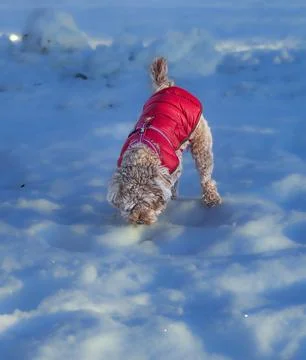 Young Cavapoo dog playing in the snow with a red cover in Ludvika City, Sweden 写真素材