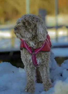 Young Cavapoo dog playing in the snow with a red cover in Ludvika City, Sweden 스톡 사진