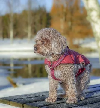 Young Cavapoo dog playing in the snow with a red cover in Ludvika City, Sweden 写真素材