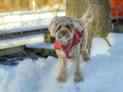 Young Cavapoo dog playing in the snow with a red cover in Ludvika City, Sweden Stock Photos