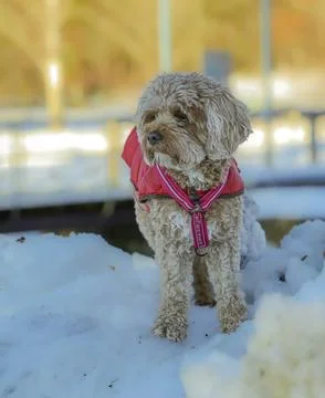 Young Cavapoo dog playing in the snow with a red cover in Ludvika City, Sweden Stock Photos