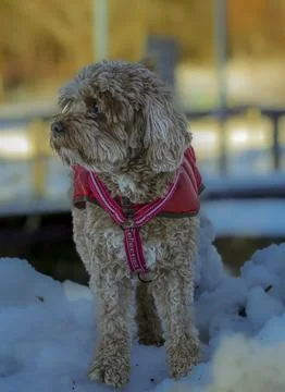 Young Cavapoo dog playing in the snow with a red cover in Ludvika City, Sweden Stock Photos