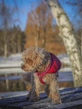 Young Cavapoo dog playing in the snow with a red cover in Ludvika City, Sweden Stock Photos