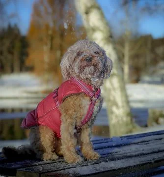 Young Cavapoo dog playing in the snow with a red cover in Ludvika City, Sweden Stock Photos