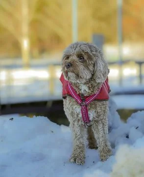 Young Cavapoo dog playing in the snow with a red cover in Ludvika City, Sweden 写真素材
