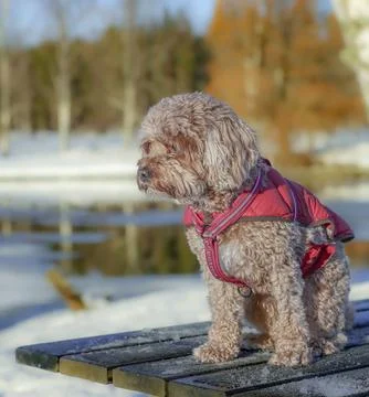 Young Cavapoo dog playing in the snow with a red cover in Ludvika City, Sweden Stock Photos