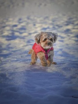 Young Cavapoo dog playing in the snow with a red cover in Ludvika City, Sweden Stock Photos