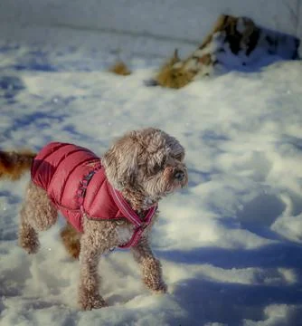 Young Cavapoo dog playing in the snow with a red cover in Ludvika City, Sweden Stock Photos