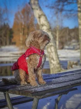 Young Cavapoo dog playing in the snow with a red cover in Ludvika City, Sweden Stock Photos